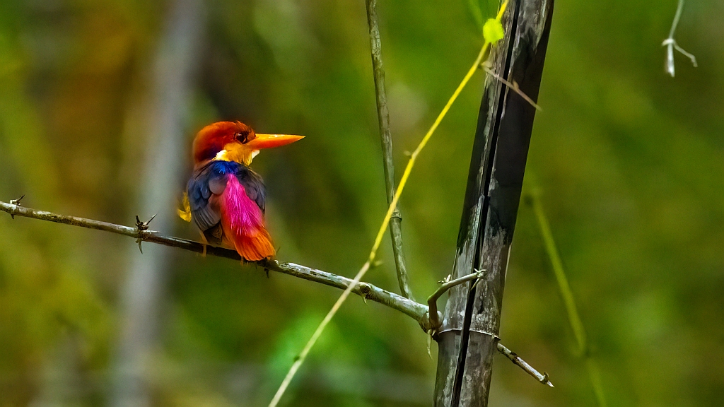 Oriental Dwarf Kingfisher